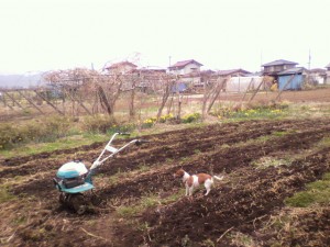 耕運機がけ