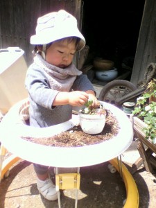 多肉植物の植え替え